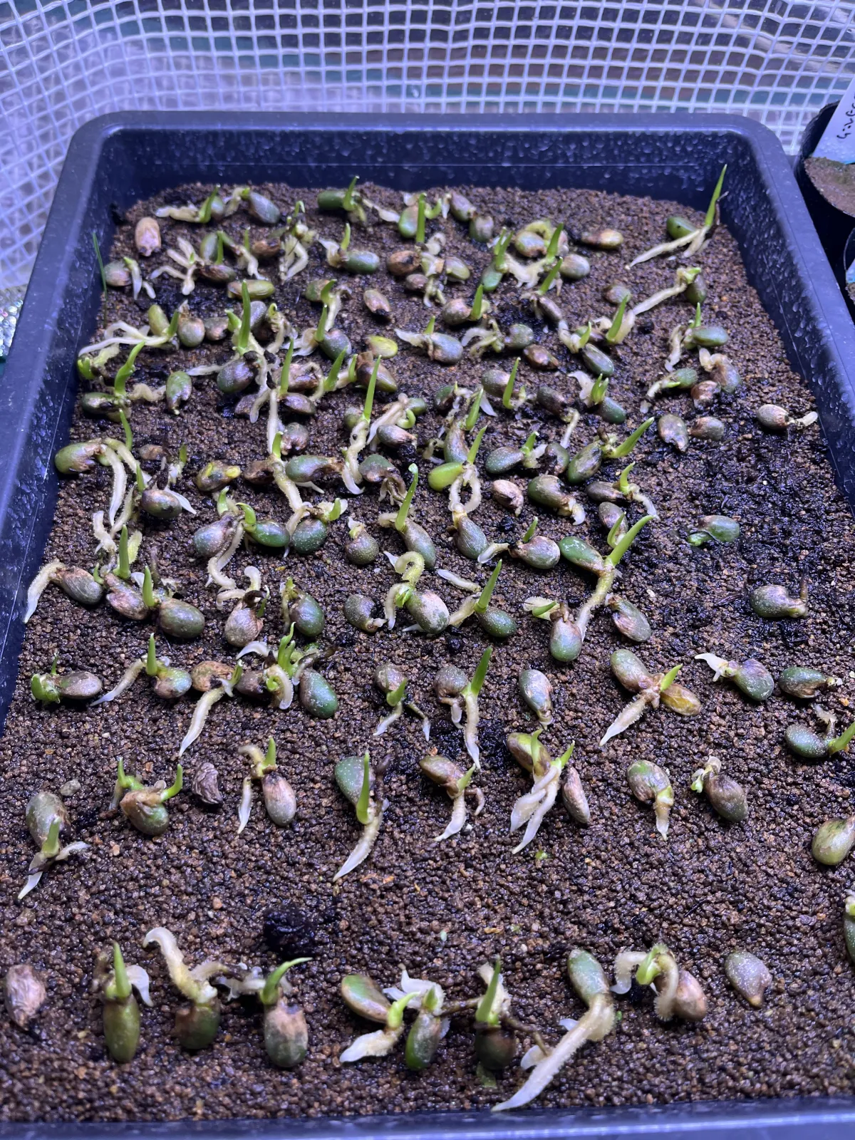 Monstera deliciosa Tauerii (モンステラ タウエリー)