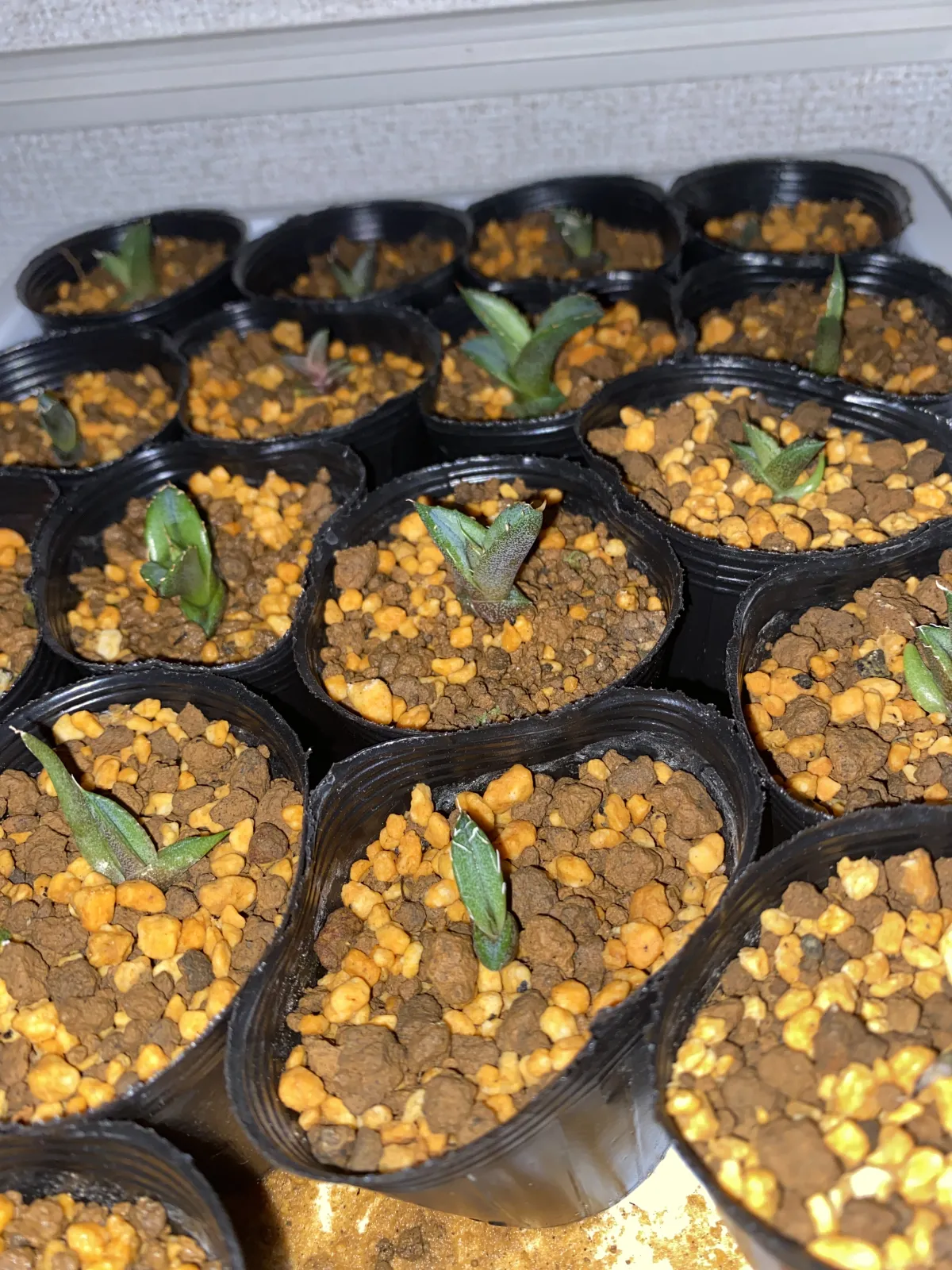 Agave oteroi (アガベ オテロイ)