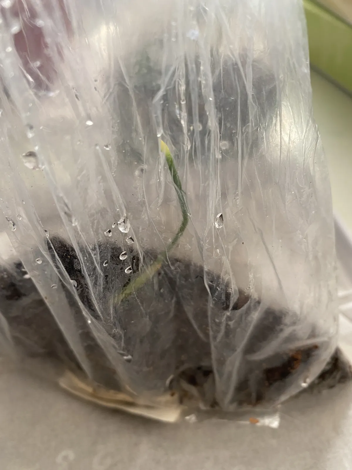 Brahea armata (ブラヘア アルマータ)