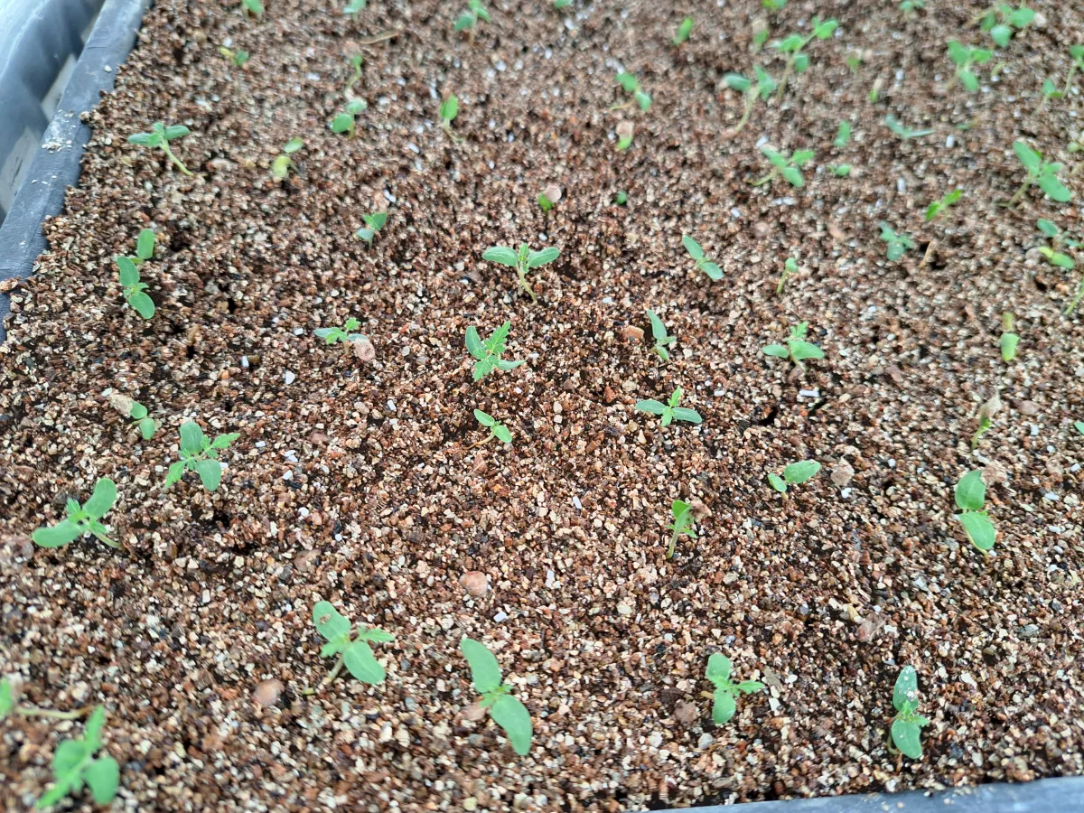 Pachycormus discolor (パキコルムス ディスカラー)