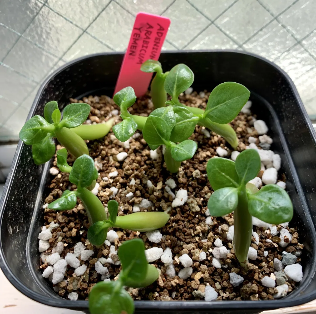 Adenium arabicum (アデニウム アラビカム イエメン)