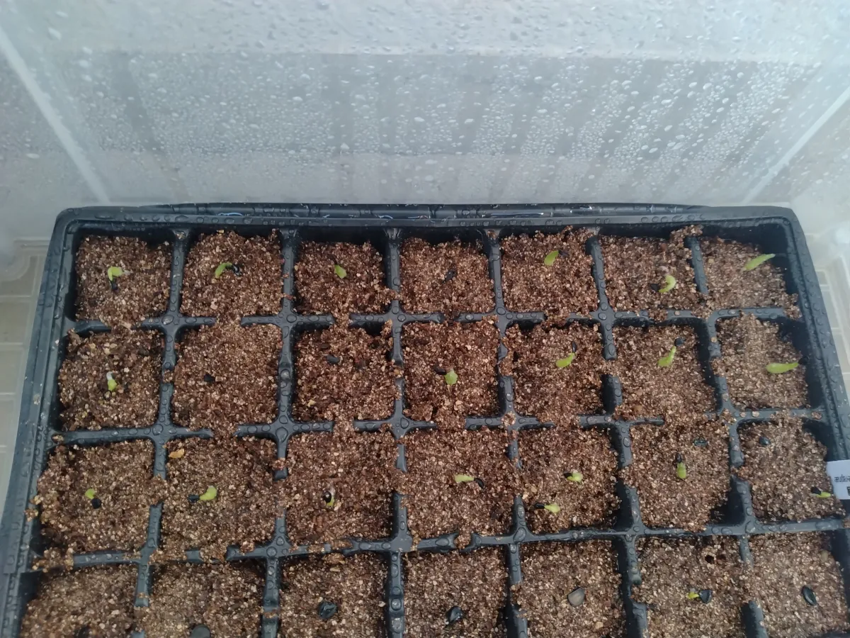 Agave victoriae-reginae (アガベ ビクトリアレジーナエ 笹の雪)