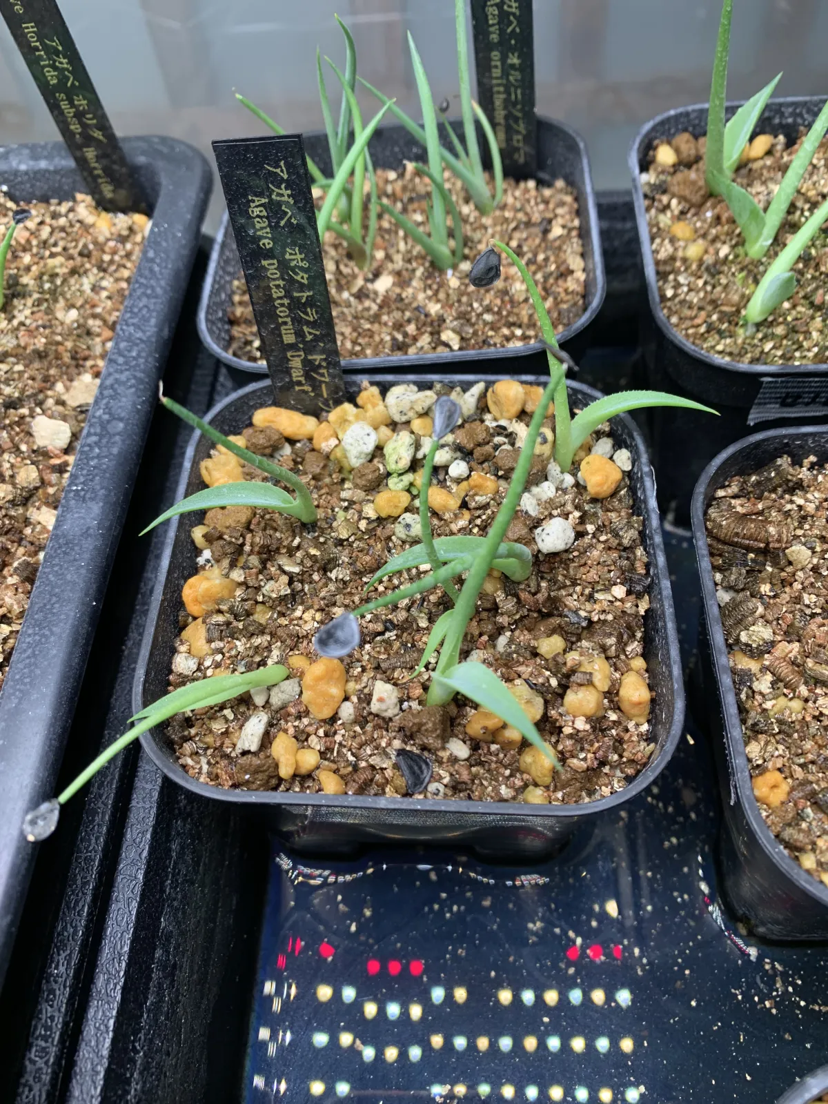 Agave potatorum Dwarf (アガベ ポタトラムドワーフ)