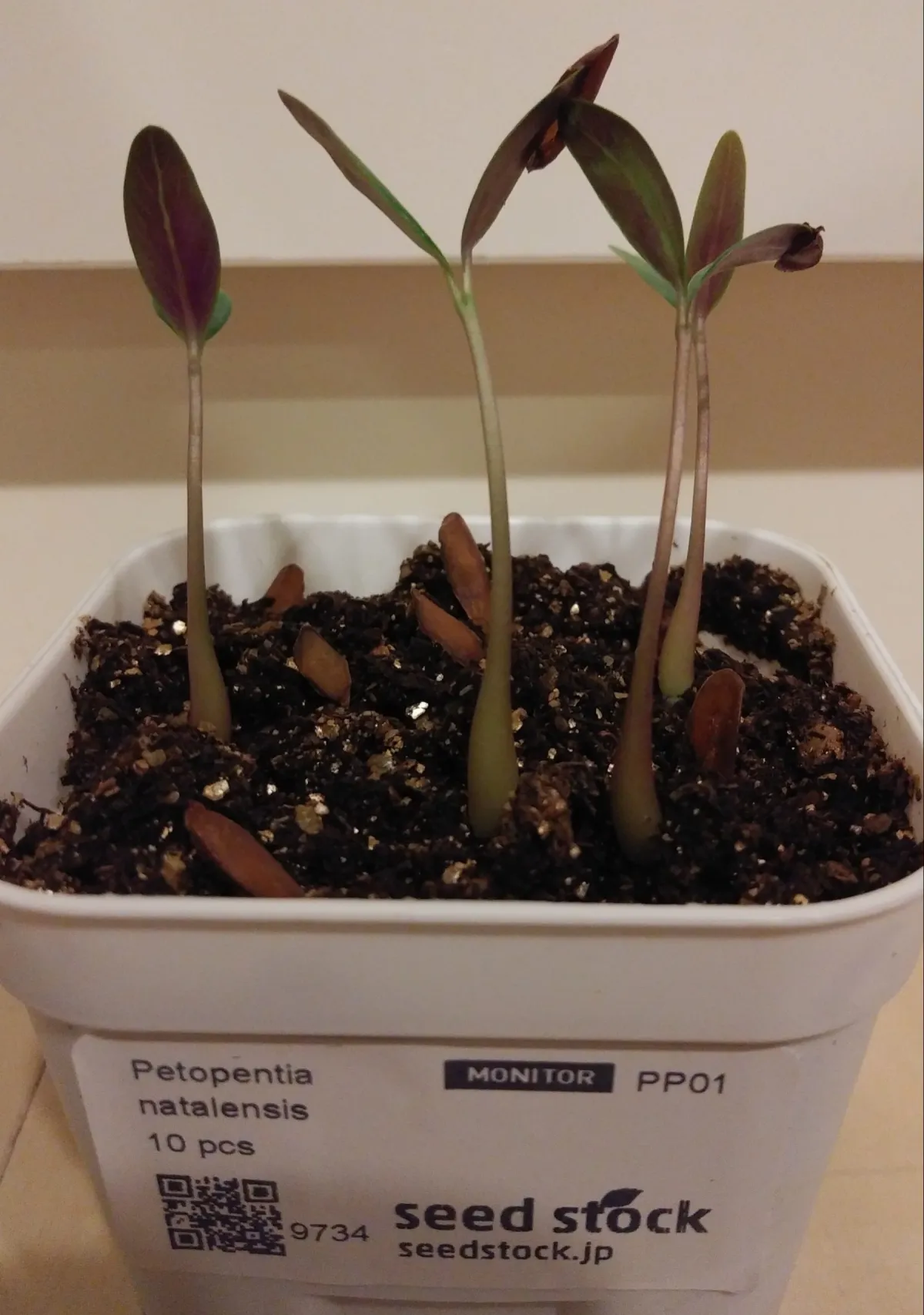 Petopentia natalensis (ペトペンチア ナタレンシス)