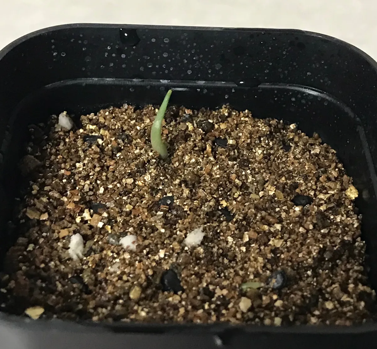 Agave univittata (アガベ ユニビタータ)