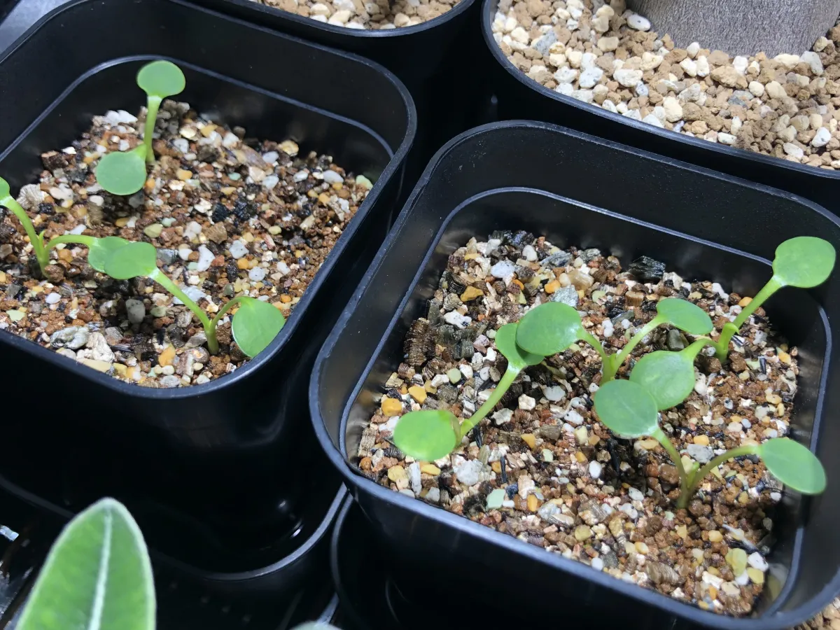 Euphorbia guillauminiana (ユーフォルビア ギラウミニアナ)