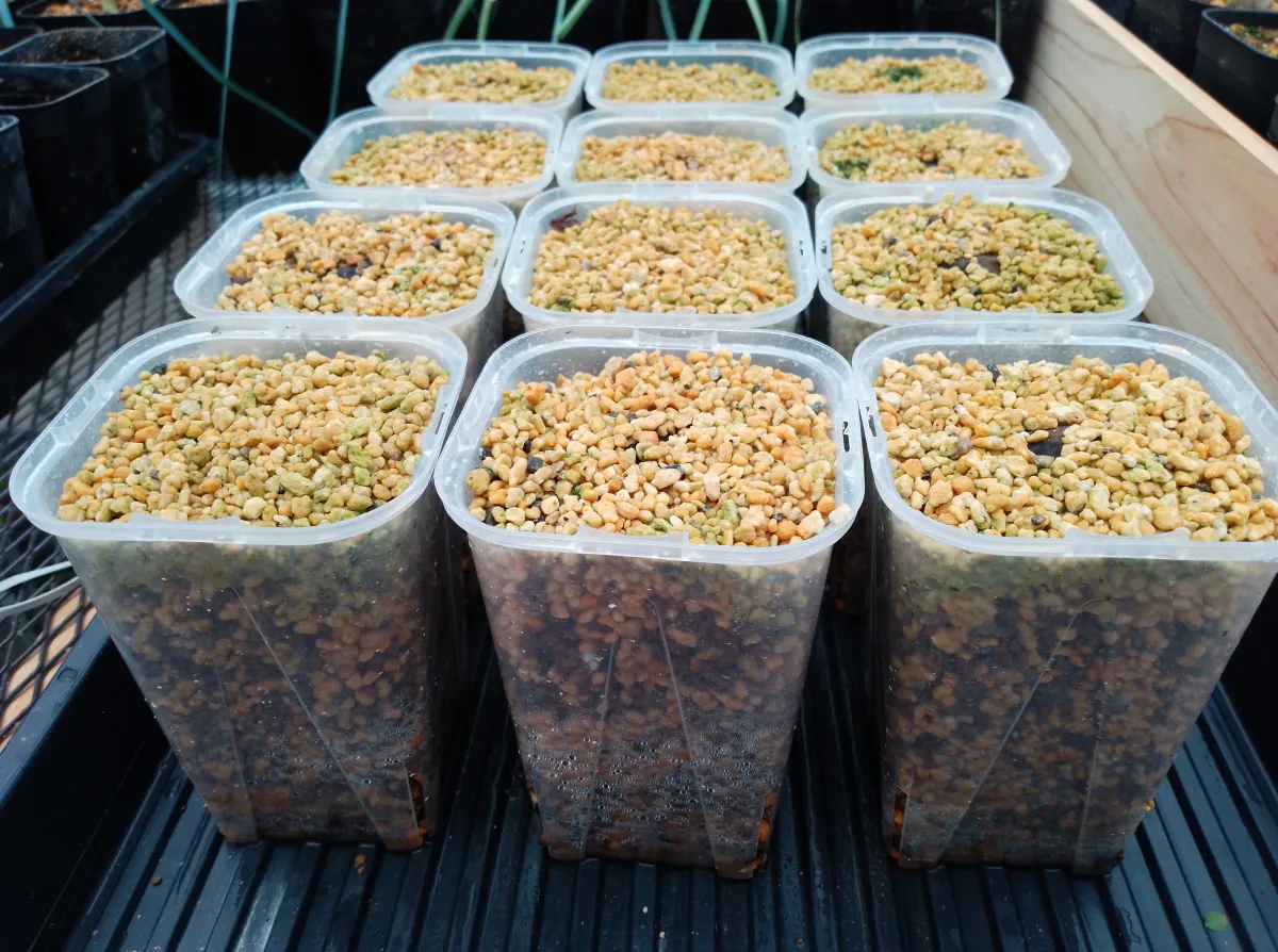 Bismarckia nobilis 'Silver' (ビスマルキア ノビリス シルバー)