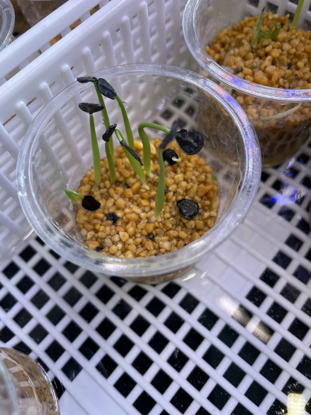 Agave potatorum Dwarf (アガベ ポタトラムドワーフ)