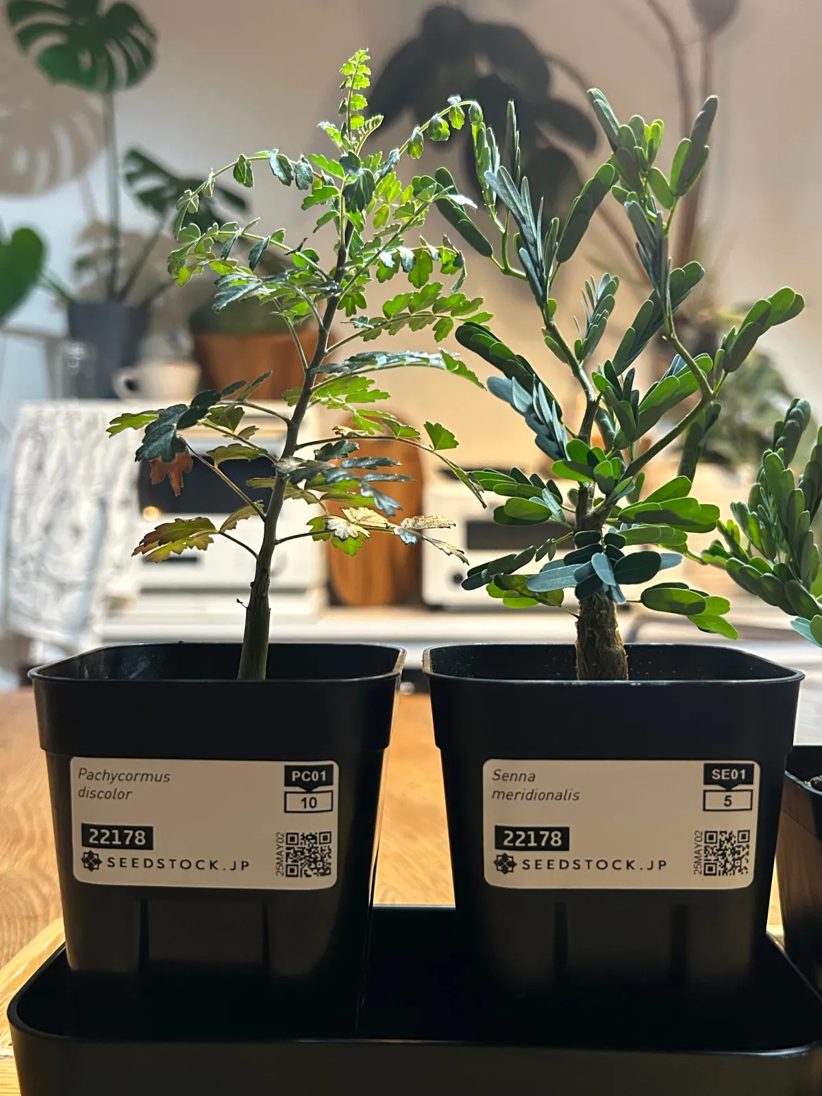 種子] パキコルムス ディスカラー Pachycormus discolor | 塊根植物 象