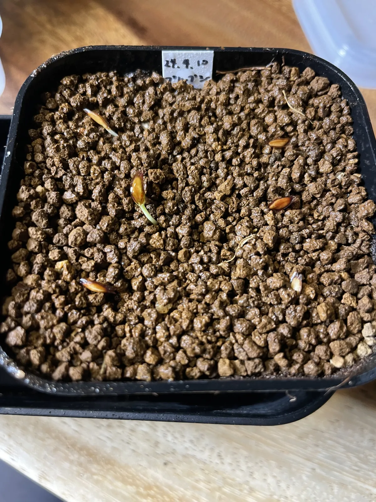 Fouquieria purpusii (フォークイエリア プルプシー)