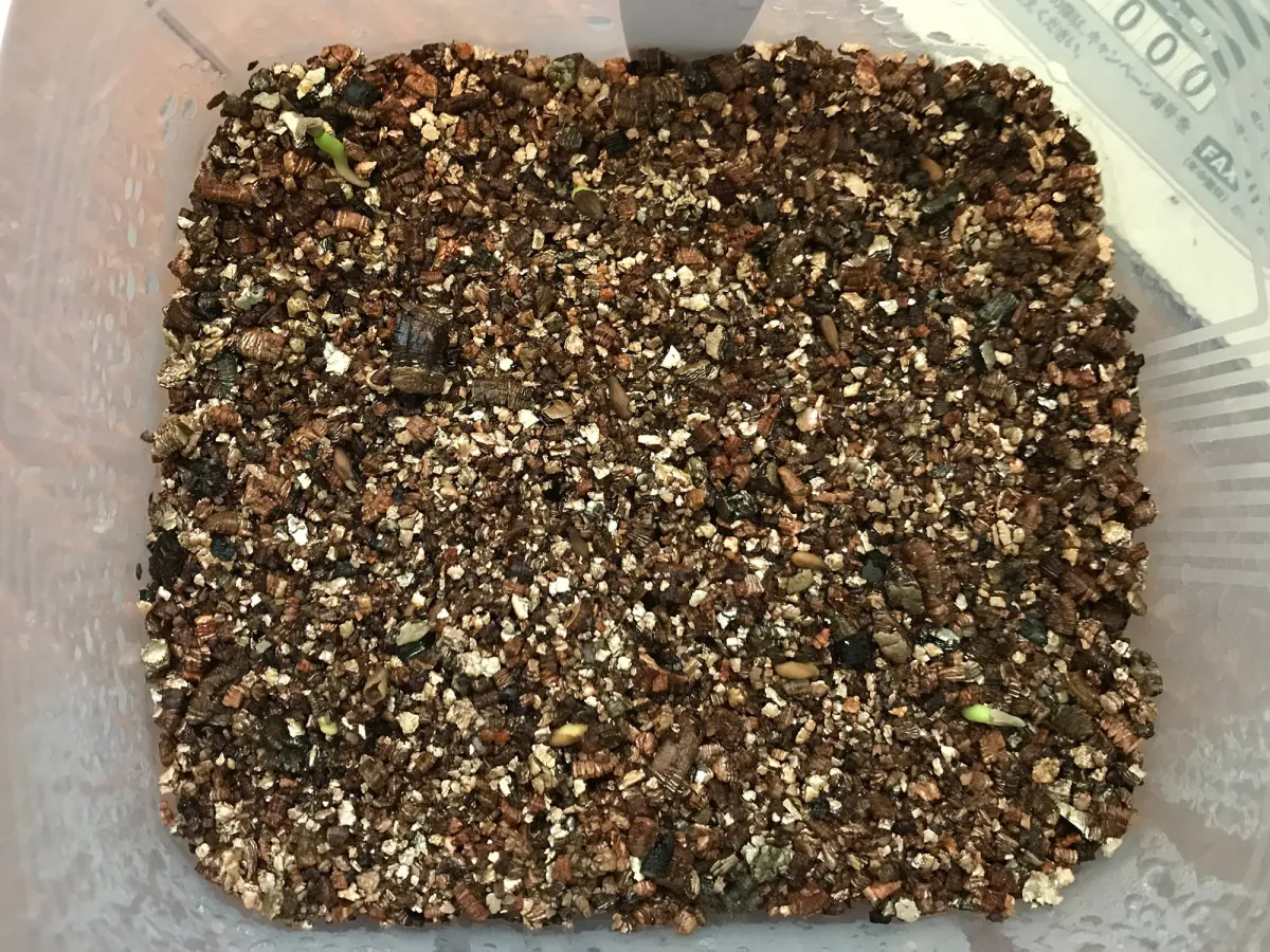 Pachypodium succulentum (パキポディウム サキュレンタム 天馬空)