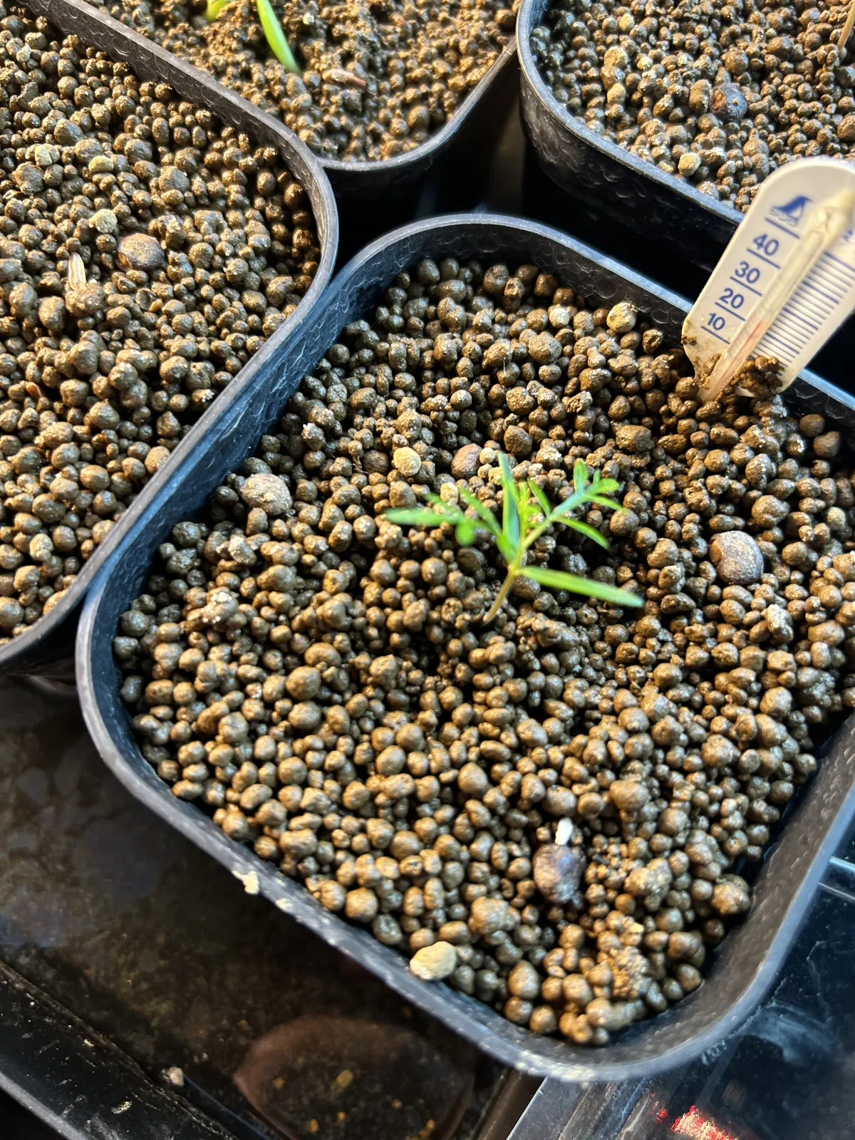 Operculicarya pachypus (オペルクリカリア パキプス)