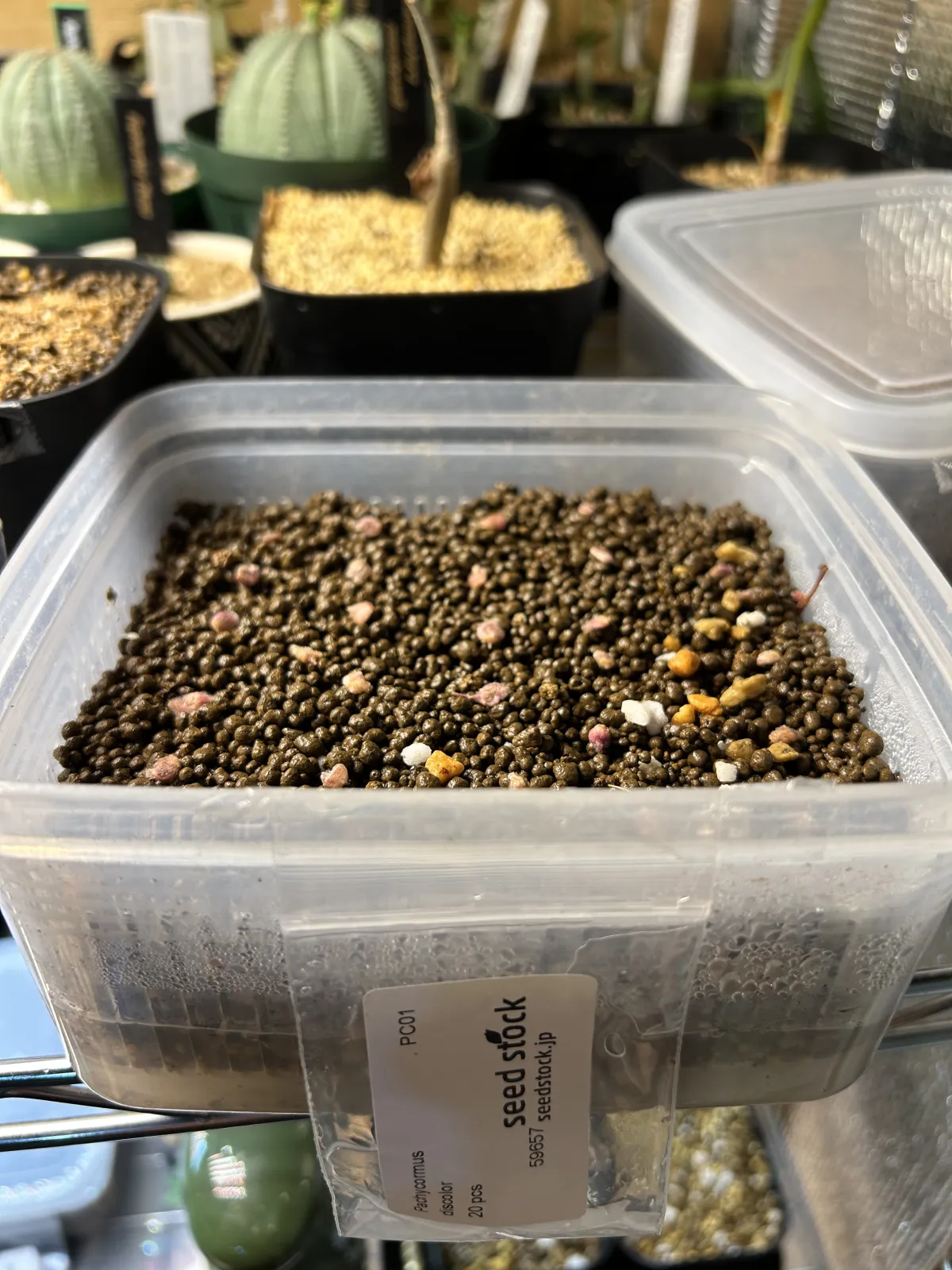 Pachycormus discolor (パキコルムス ディスカラー)