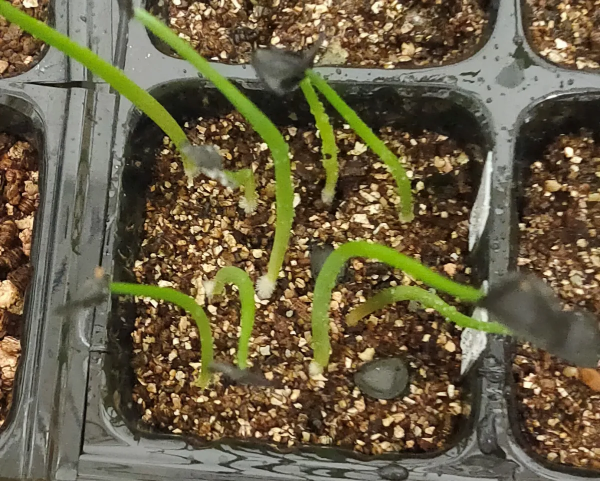 Agave americana var. oaxacensis (アガベ オアハセンシス)