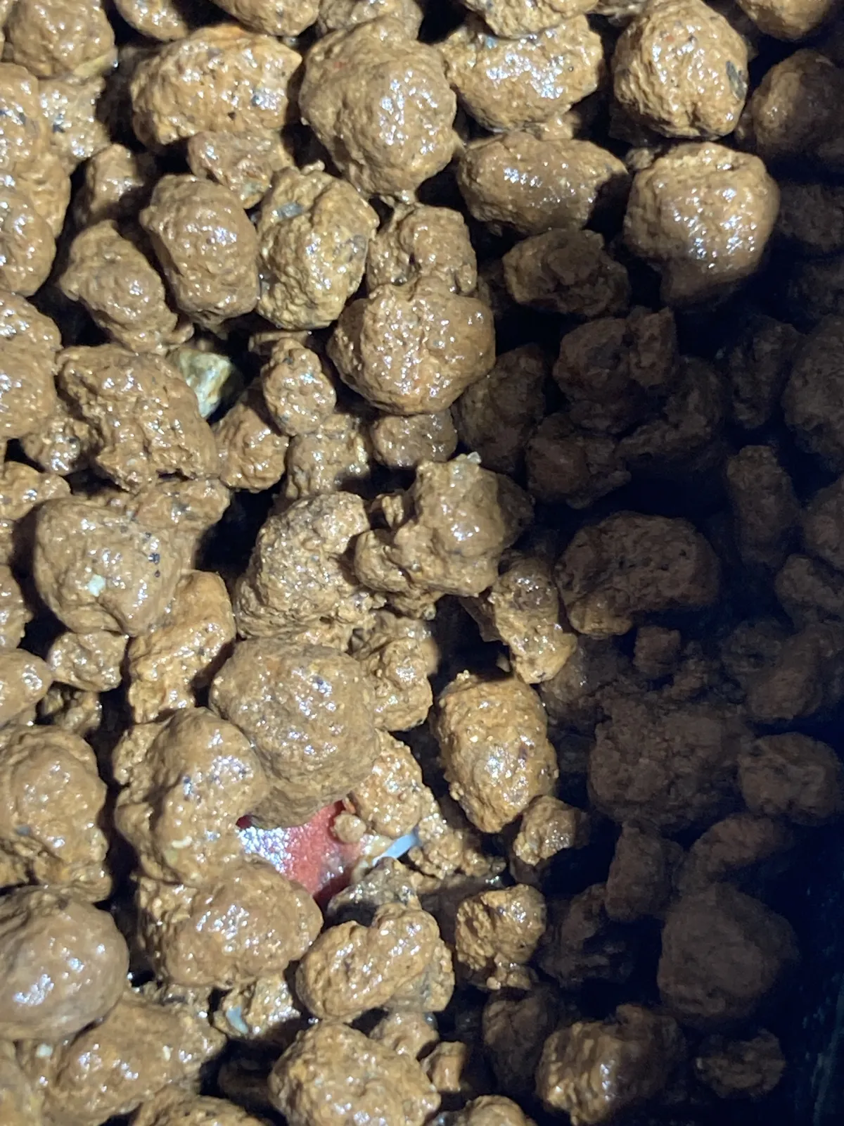 Dioscorea elephantipes (ディオスコレア エレファンティペス2023F)