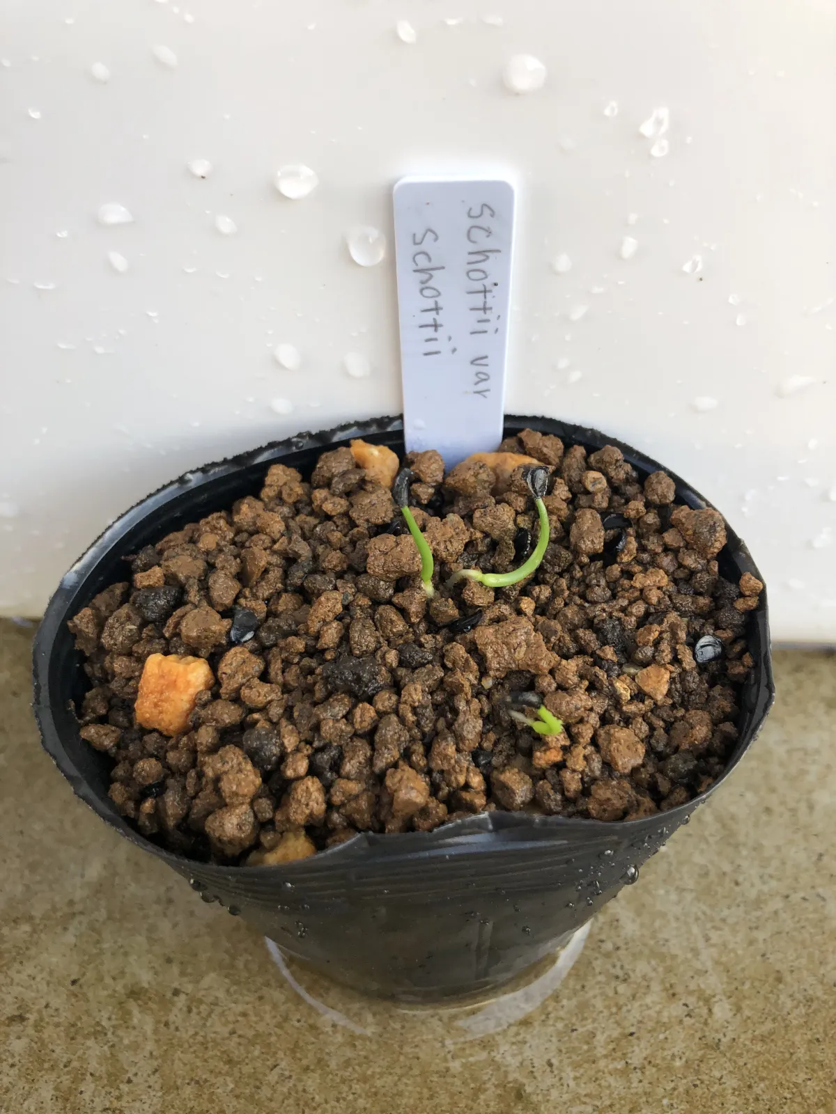 Agave schottii var. schottii (アガベ ショッティ)