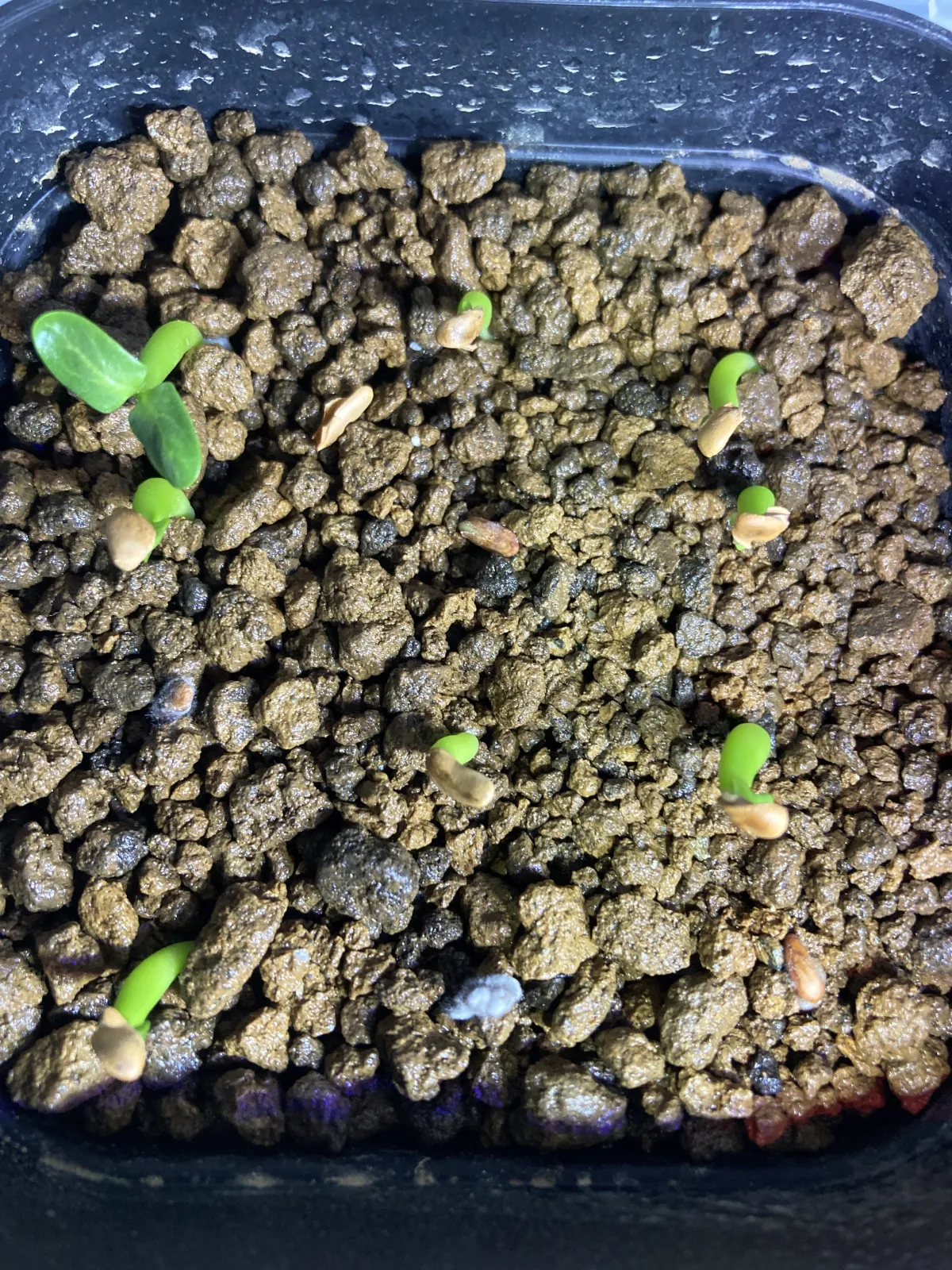 Pachypodium rosulatum var. inopinatum (パキポディウム イノピナツム)