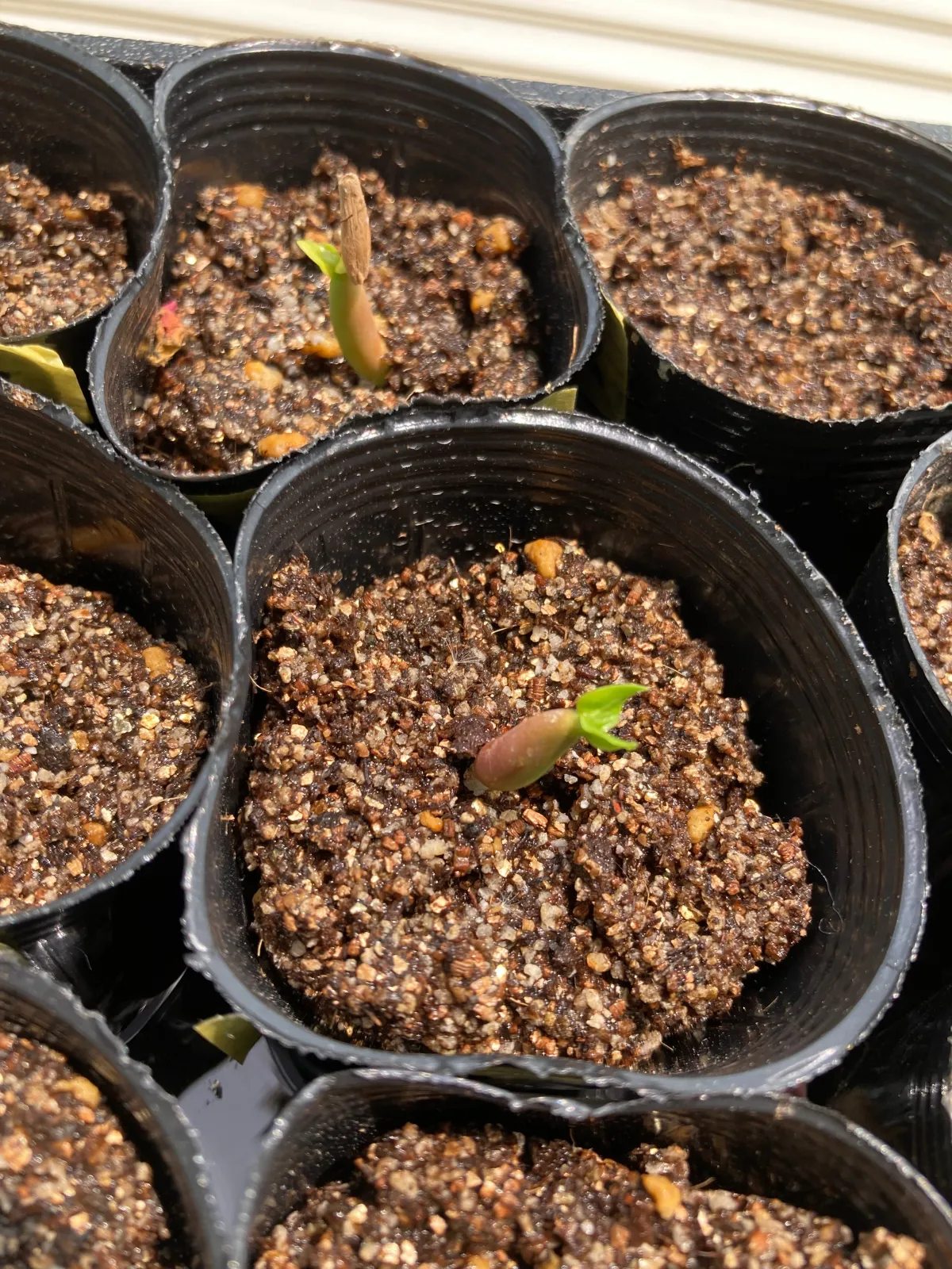 Adenium arabicum (アデニウム アラビカム)