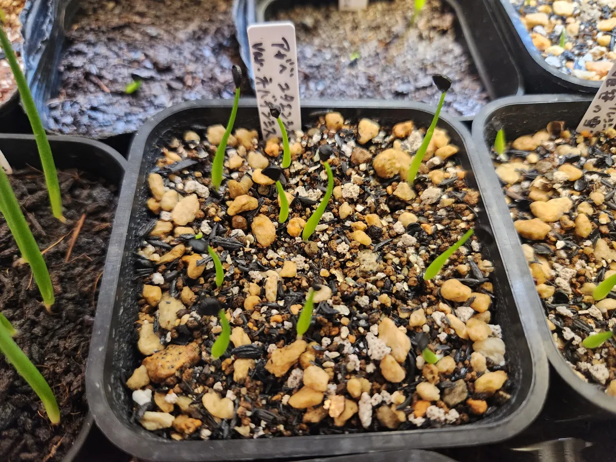 Agave utahensis var. nevadensis (アガベ ユタエンシス ネヴァデンシス)