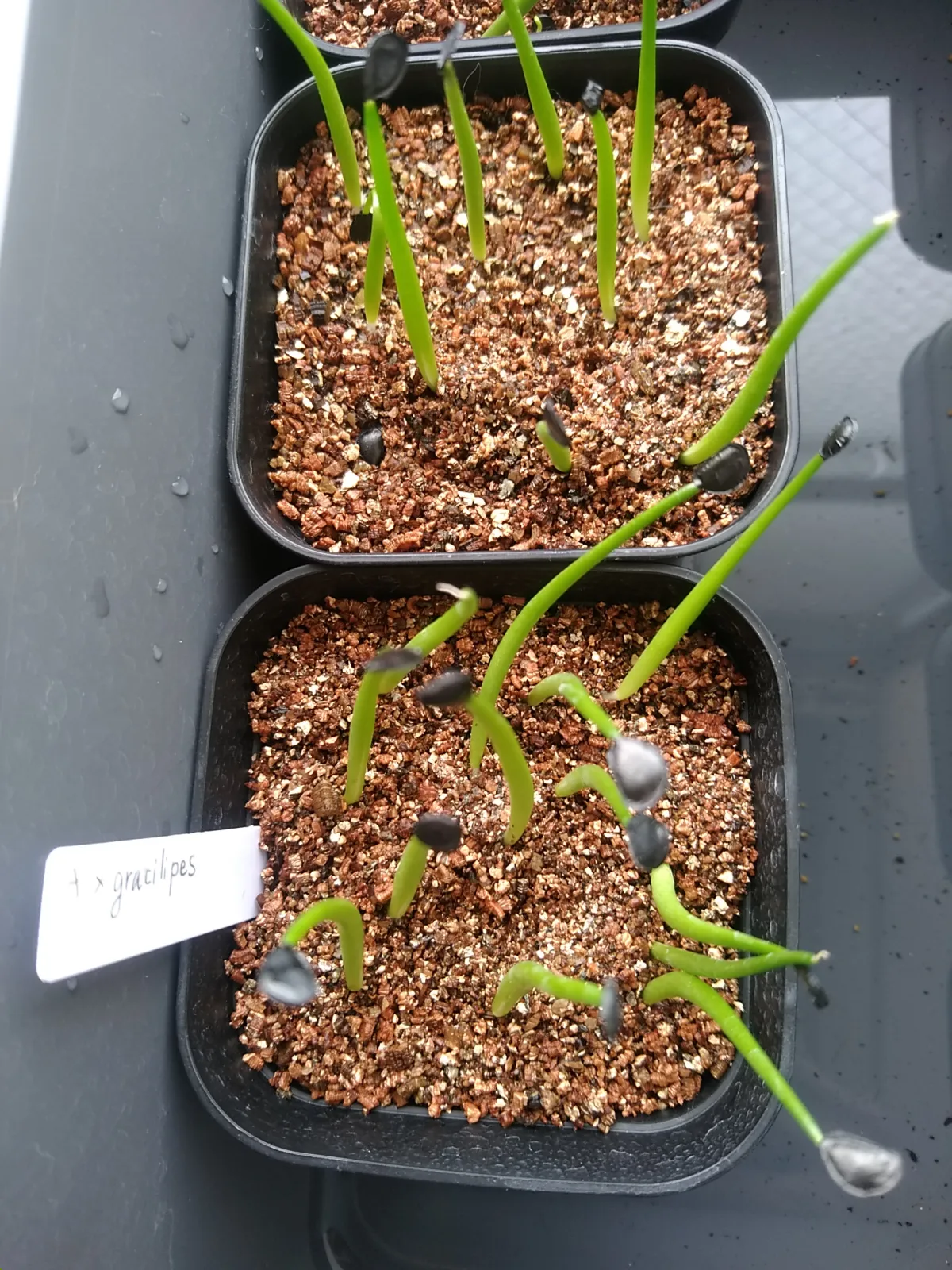 Agave gracilipes (アガベ グラシリペス)