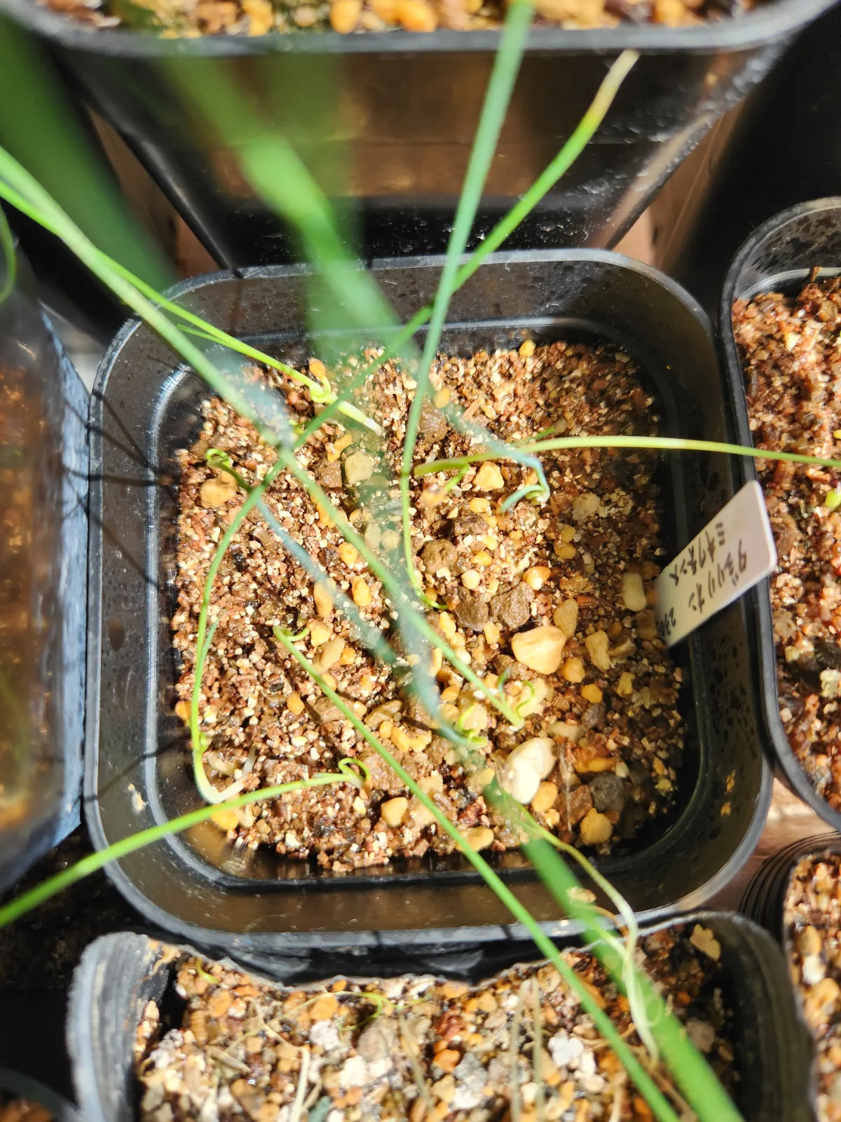 Dasylirion miquihuanense (ダシリリオン ミキワネンシス)