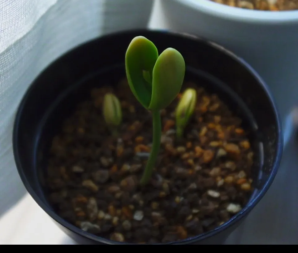 Delonix decaryi (デロニクス デカリー)