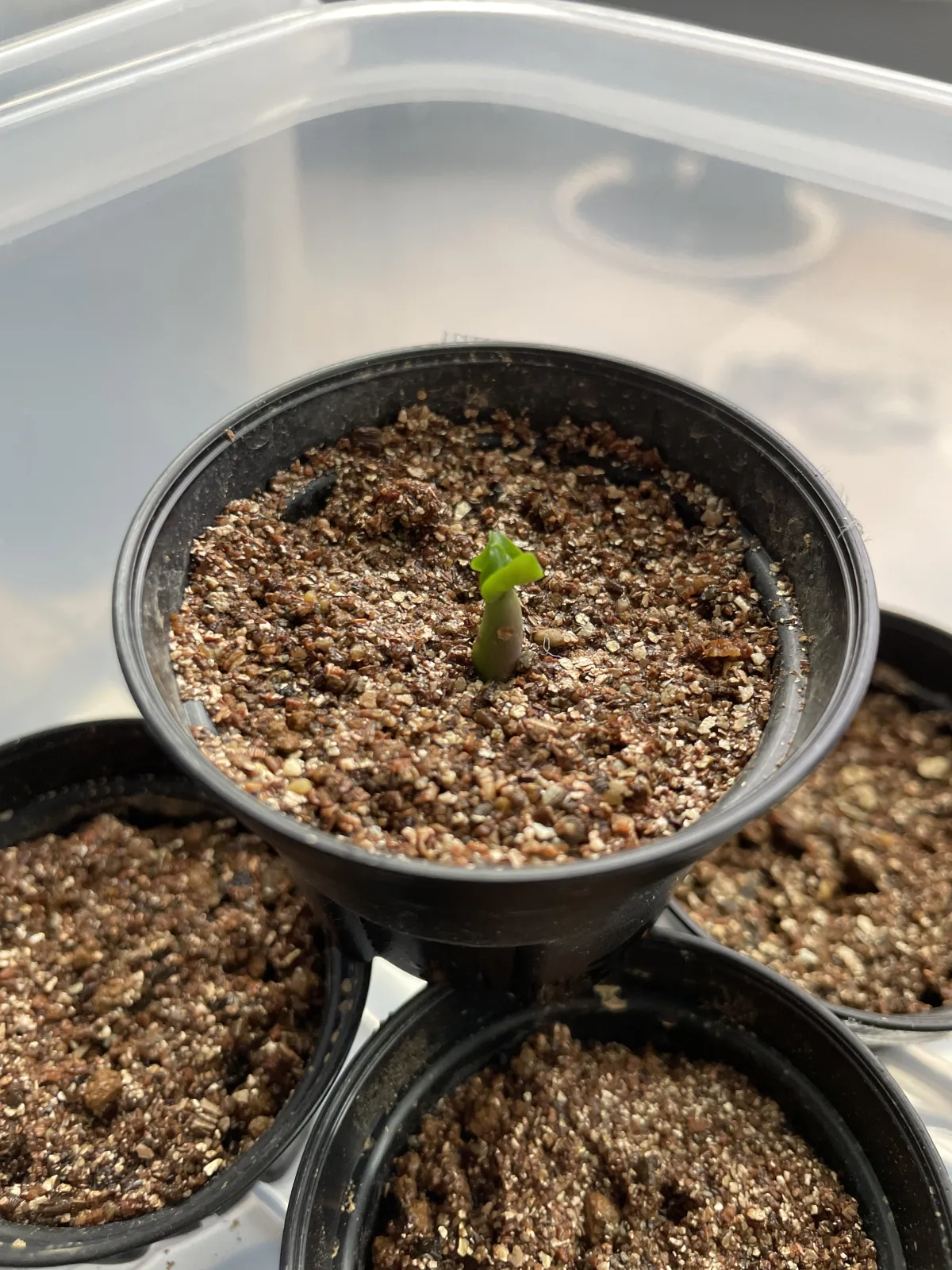 Adenium obesum thai socotranum DHA (アデニウム タイソコ DHA)