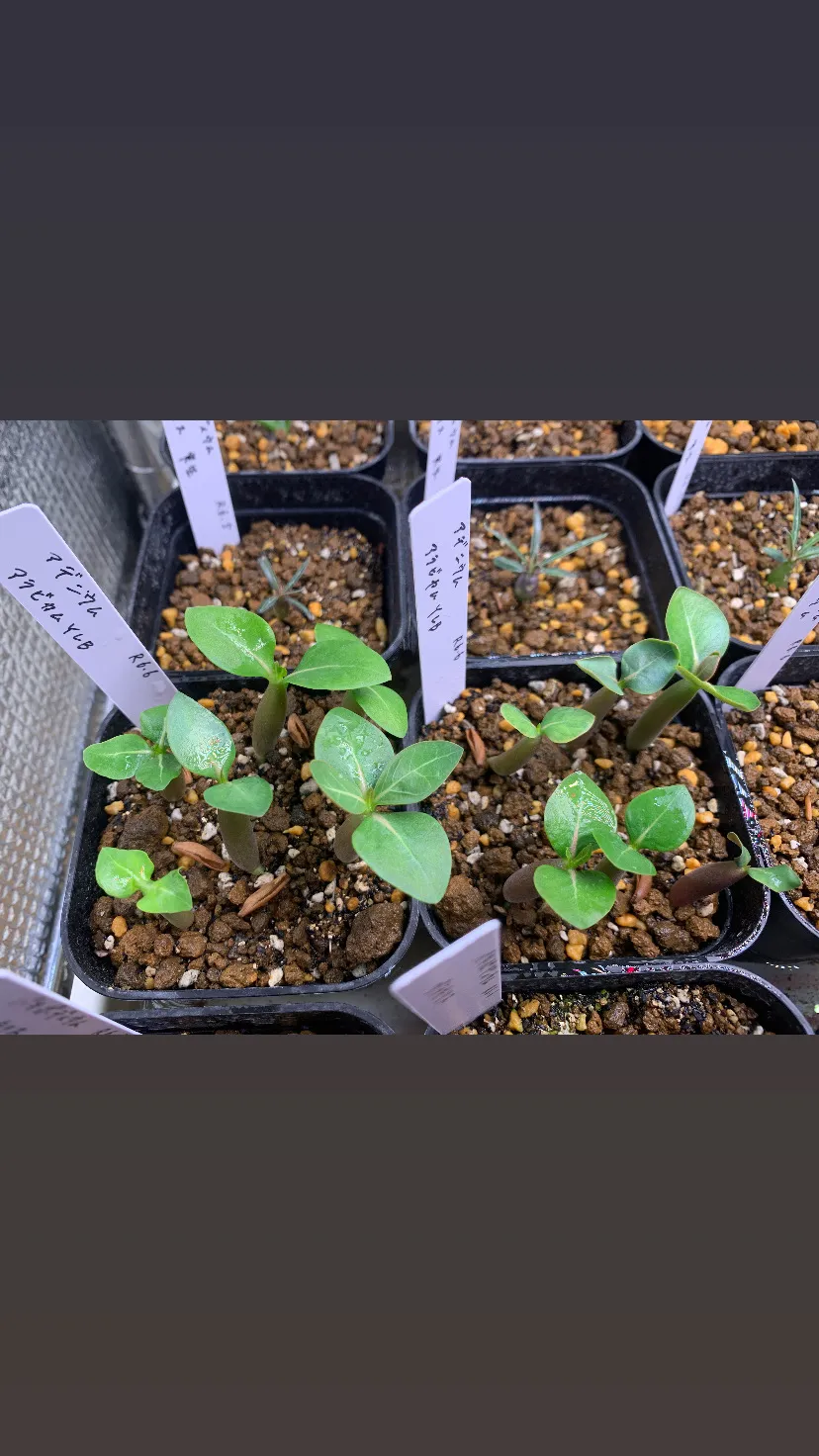 Adenium arabicum (アデニウム アラビカム)