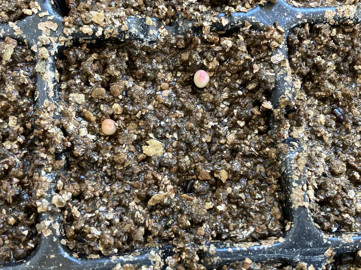 Astrophytum asterias (アストロフィツム ゴンザレス)