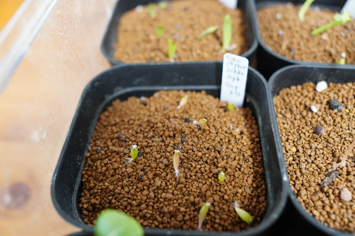 Astrophytum Astrophytum kikko kikko hybrid (アストロフィツム 亀甲ハイブリッド)