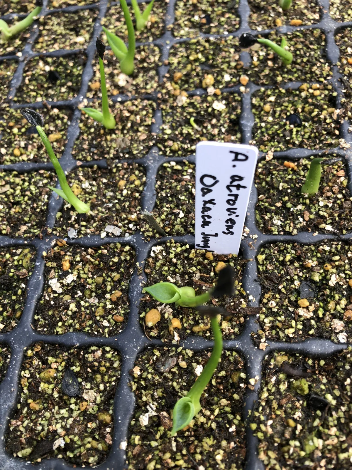 Agave atrovirens Oaxaca Jungle Giant (アガベ オアハカ ジャングル ジャイアント)