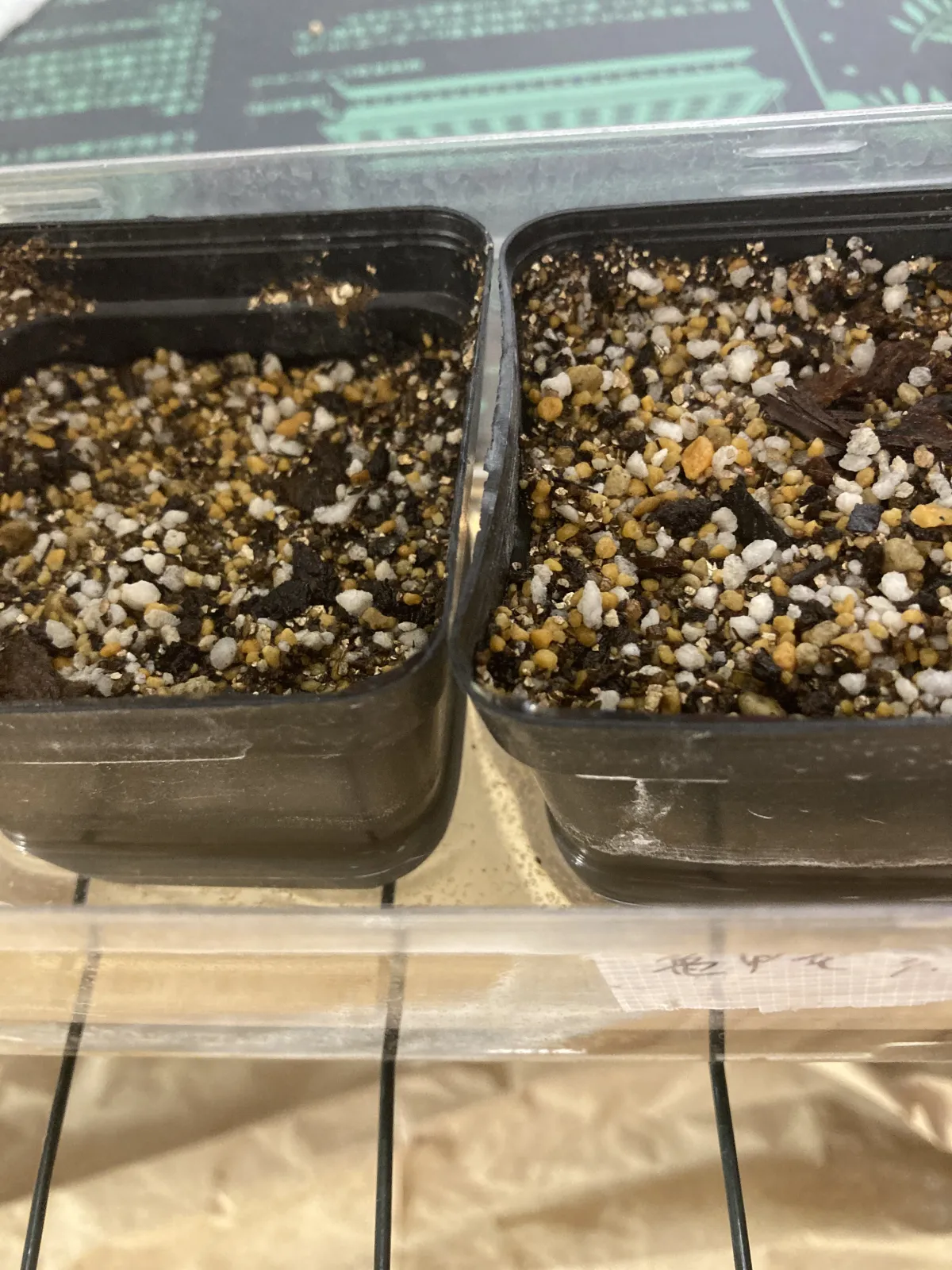 Dioscorea elephantipes (ディオスコレア エレファンティペス アフリカ亀甲竜)