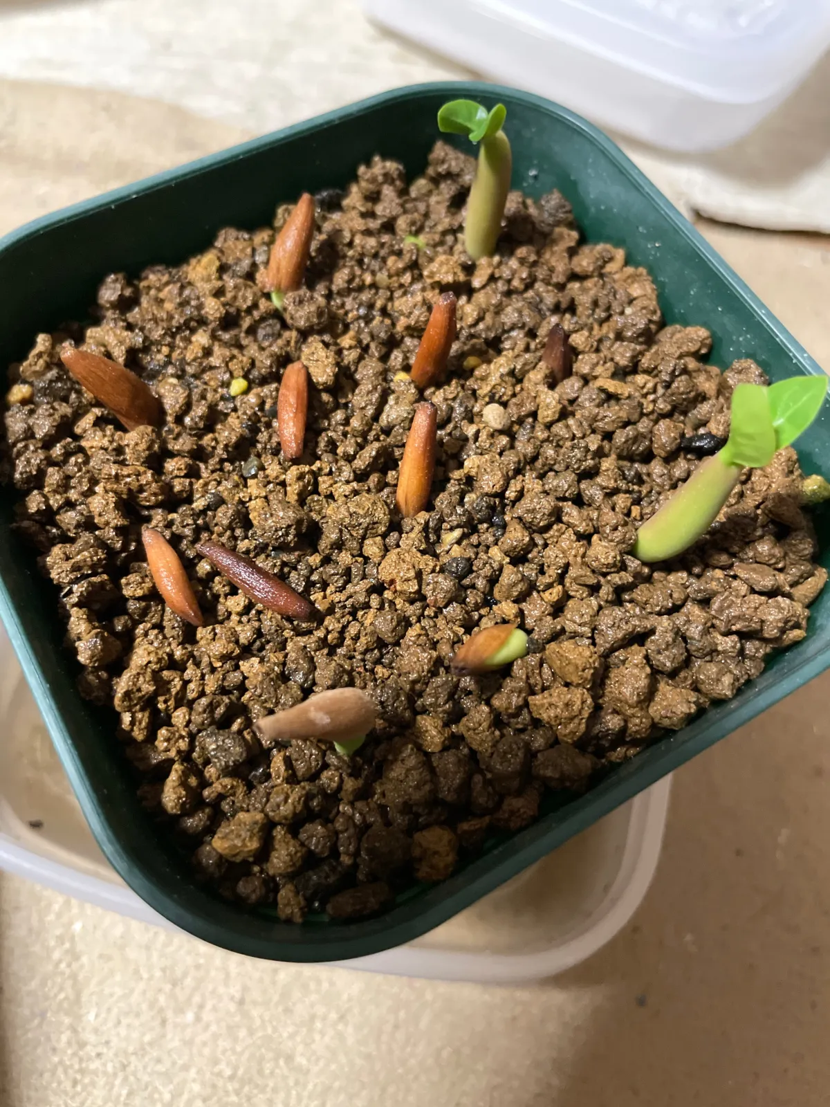 Adenium arabicum (アデニウム アラビカム)