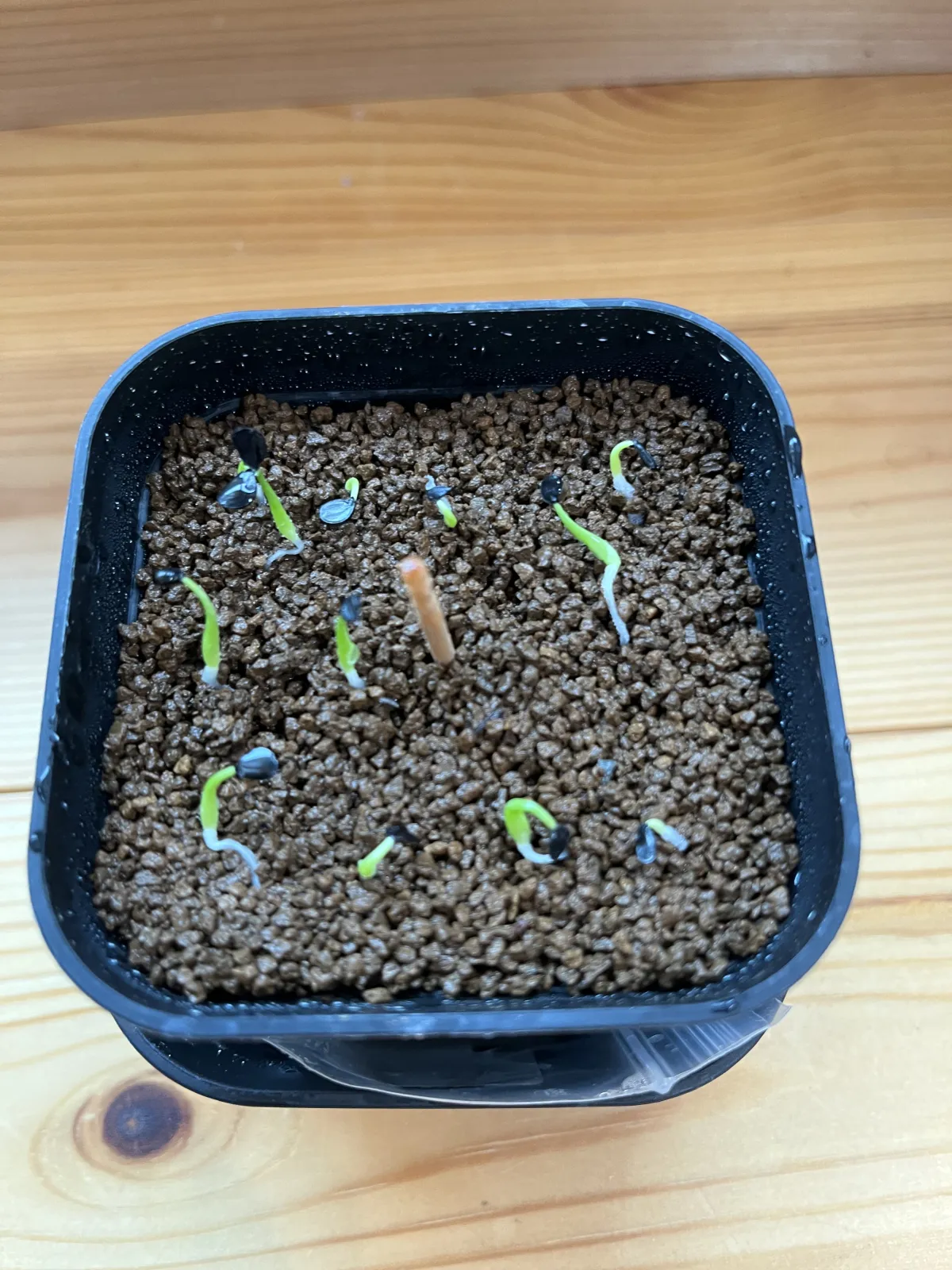 Agave utahensis var. eborispina (アガベ エボリスピナ)