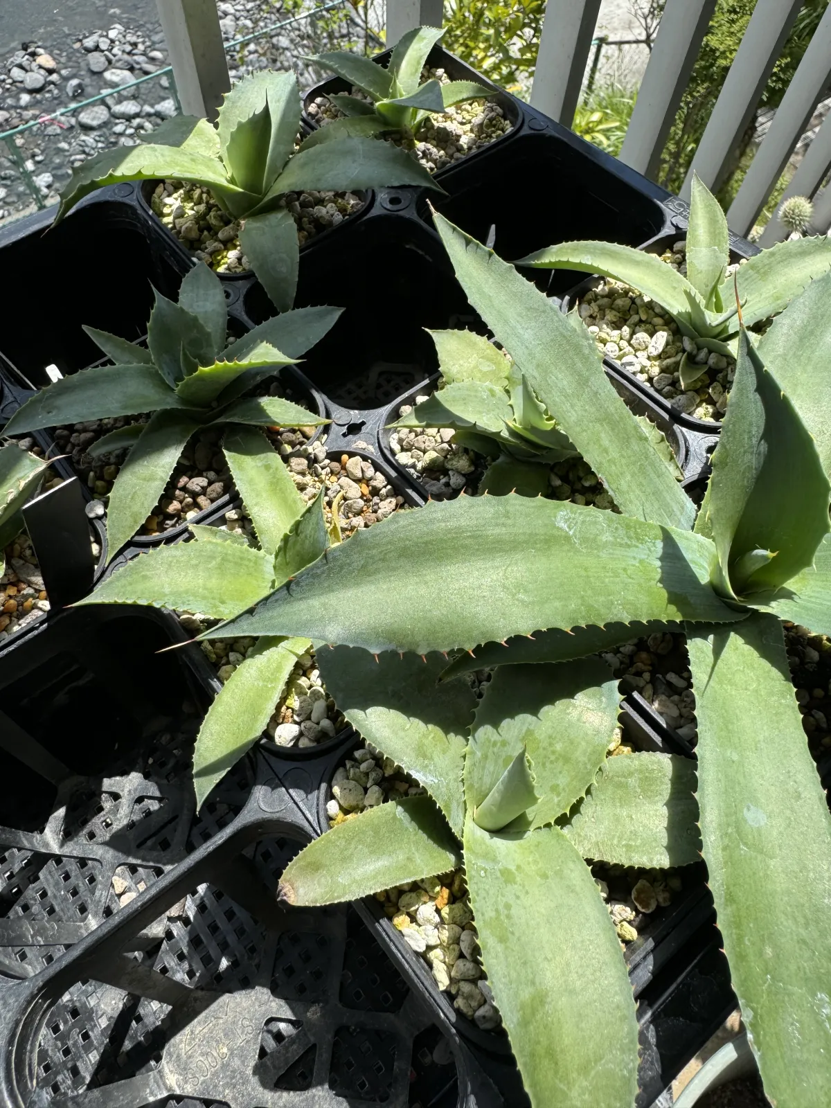Agave potatorum Dwarf (アガベ ポタトラムドワーフ)