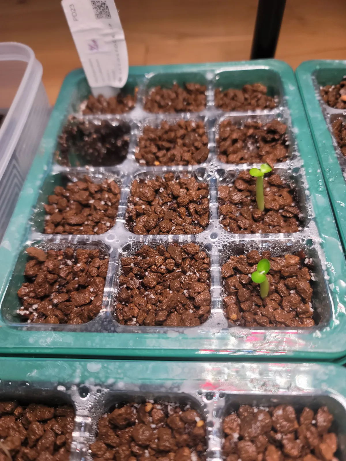 Pachypodium succulentum (パキポディウム サキュレンタム 天馬空)