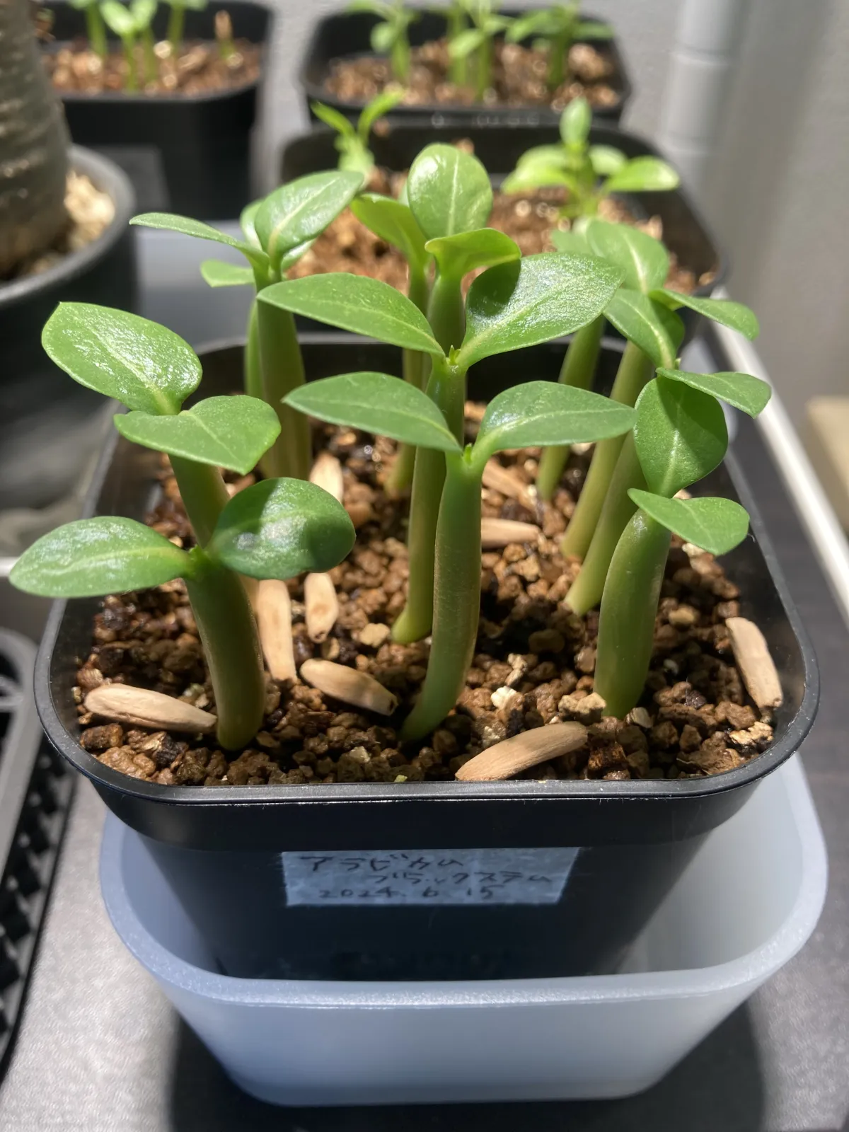 Adenium arabicum Black Stem (アデニウム アラビカム ブラックステム)