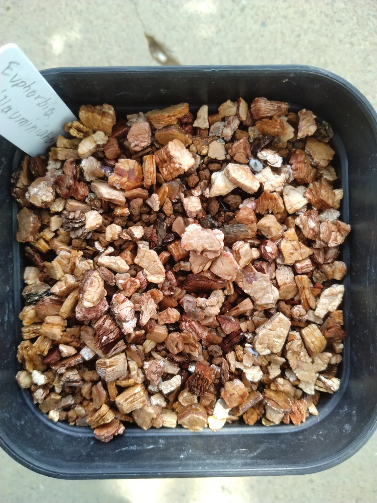 Euphorbia guillauminiana (ユーフォルビア ギラウミニアナ)