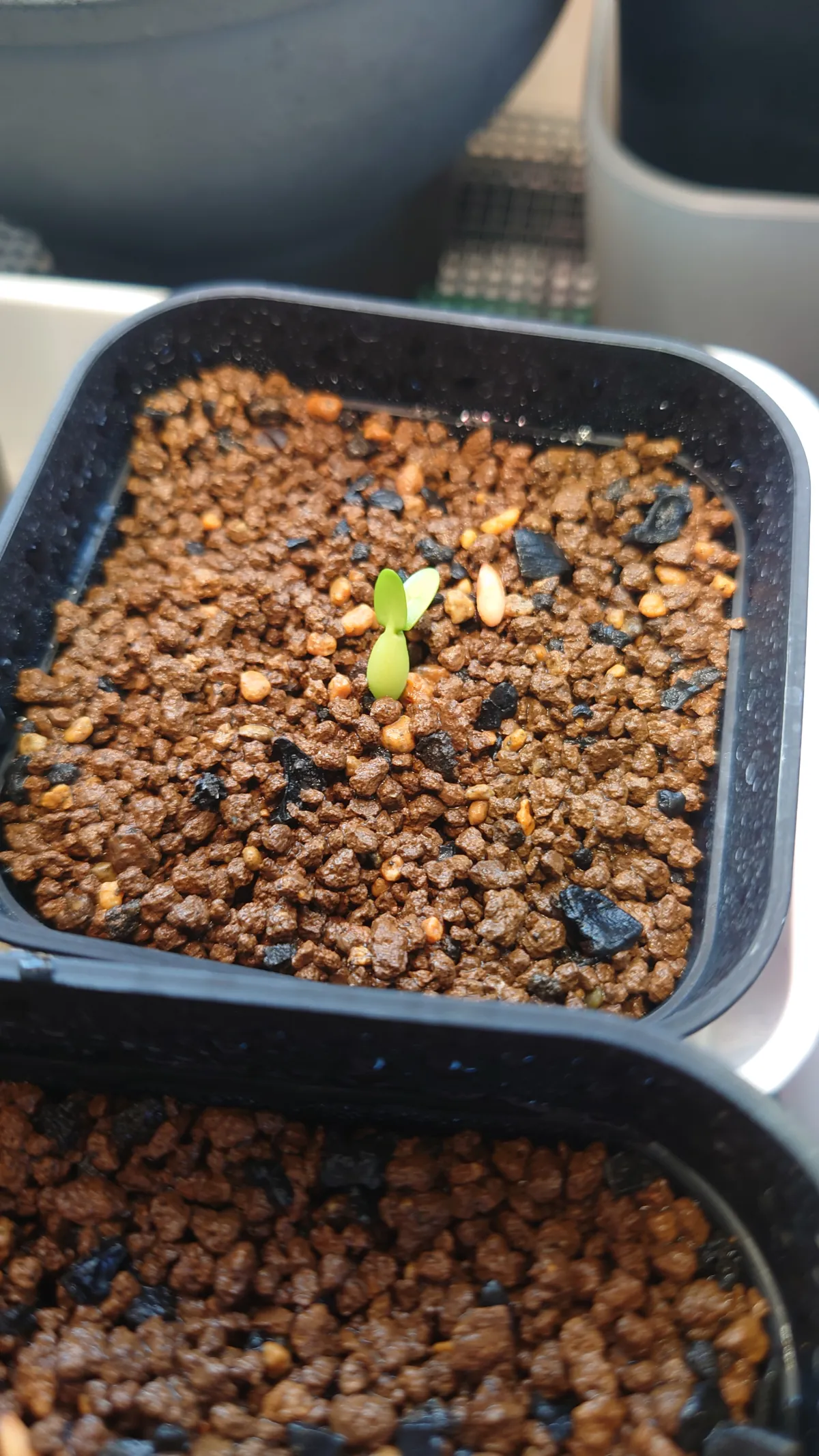 Pachypodium rosulatum subsp. makayense (パキポディウム マカイエンセ)