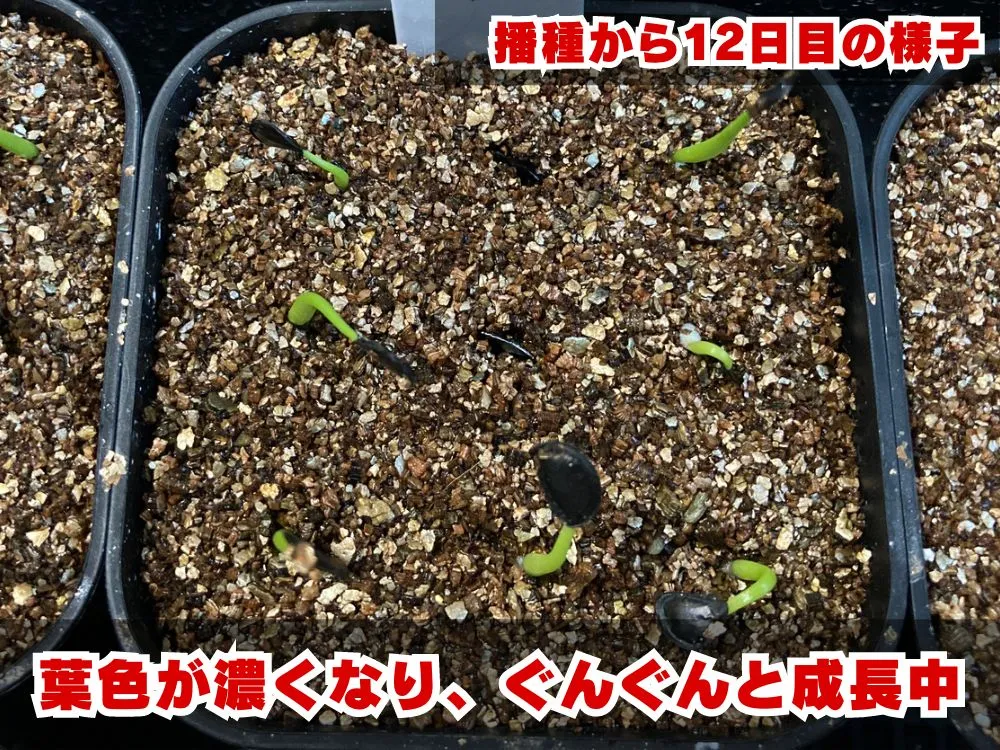 Agave Agave sp 'Azul Monterrey' (アガベ アズールモントレー)