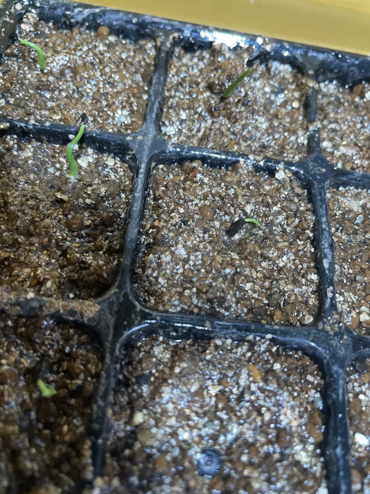 Agave utahensis ssp. utahensis (アガベ ユタエンシス)