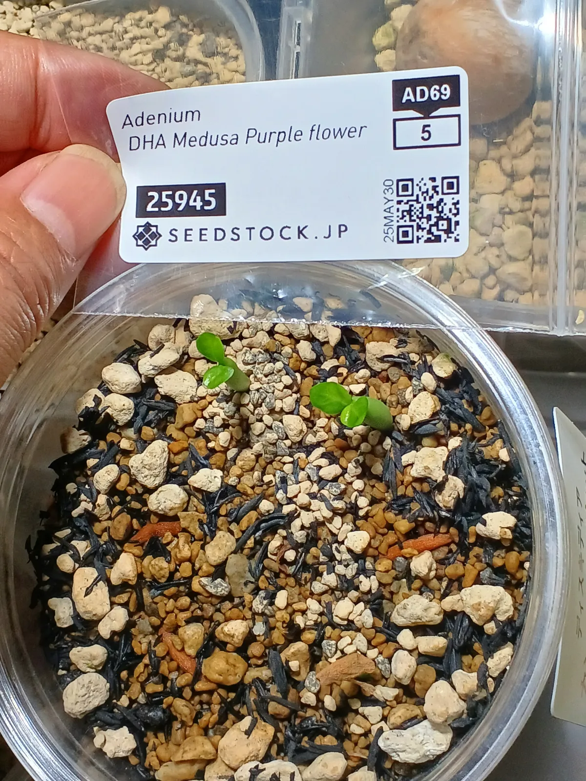 Adenium obesum Purple Flower (アデニウムパープルフラワー)