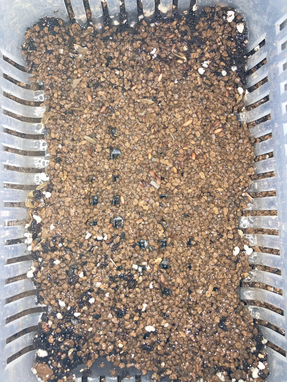 ブレビカウレ（モニター種子）