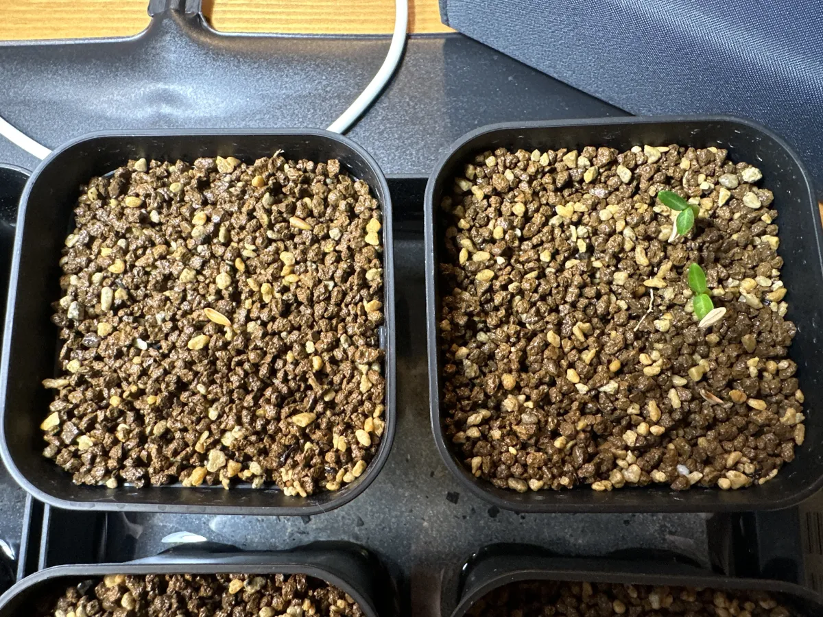 Pachypodium rosulatum var. gracilius (パキポディウム グラキリス)