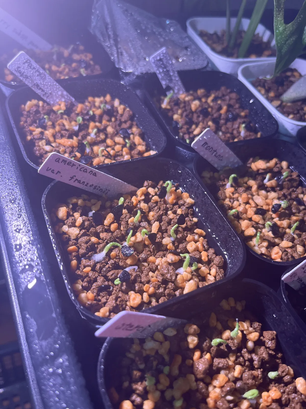 Agave americana var. franzosinii (アガベ フランゾシニー)