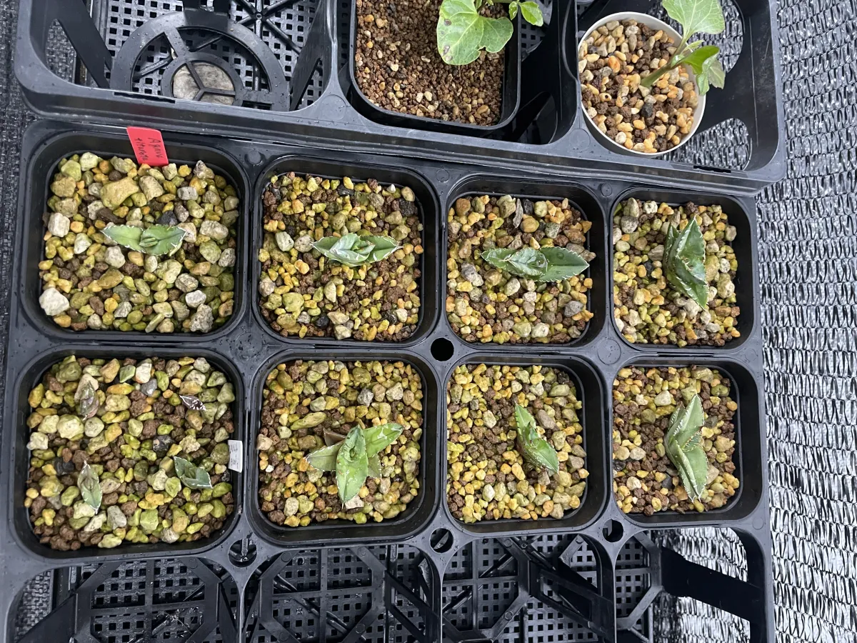 Agave titanota 'Blue' (アガベ チタノタブルー)