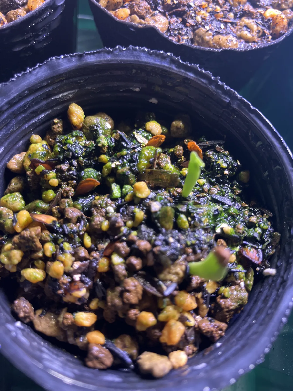 Stapelia gigantea (スタペリア ギガンテア)