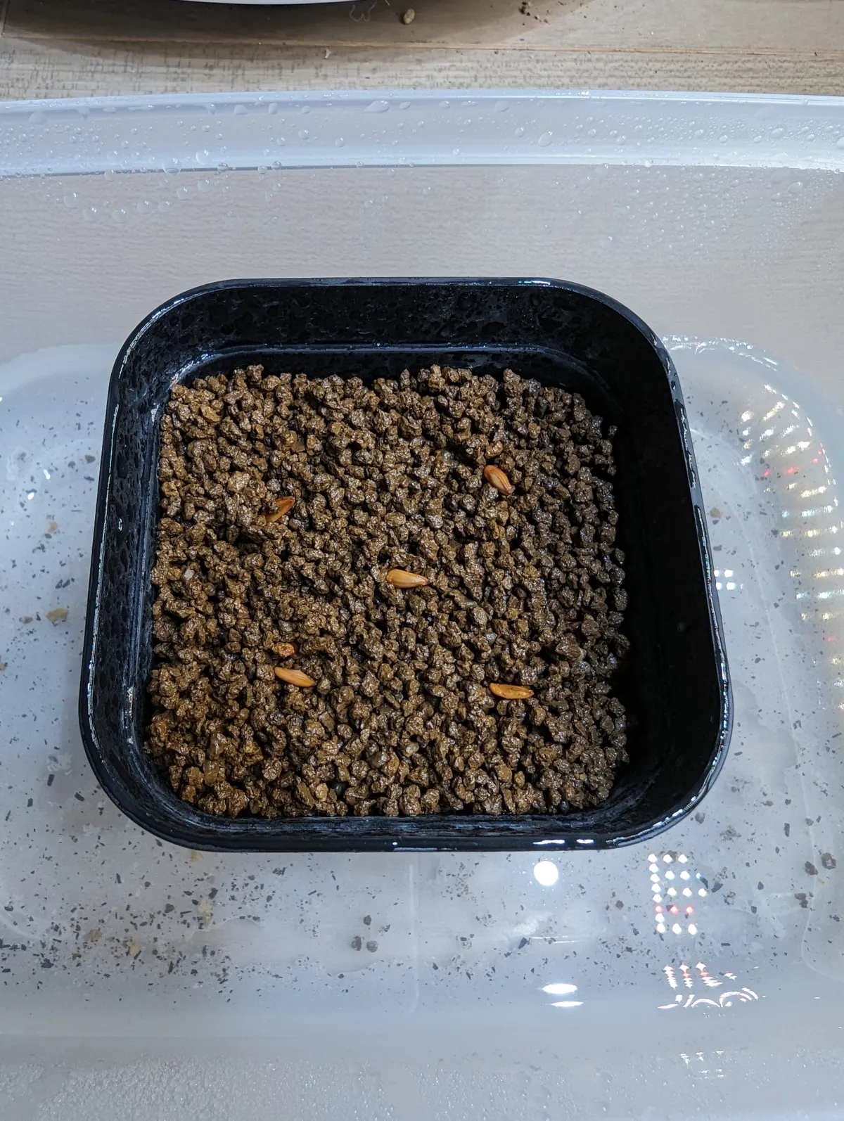 Pachypodium rosulatum var. inopinatum (パキポディウム イノピナツム)