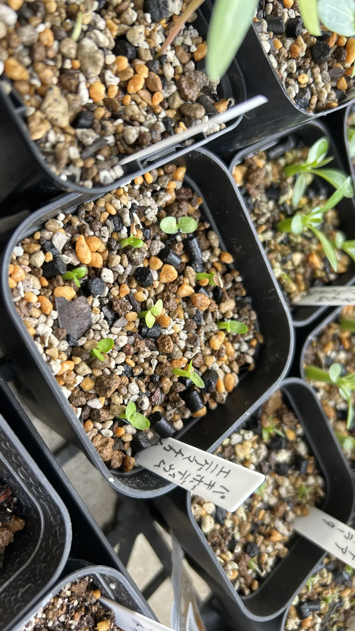 Pachypodium enigmaticum (パキポディウム エニグマチカム)