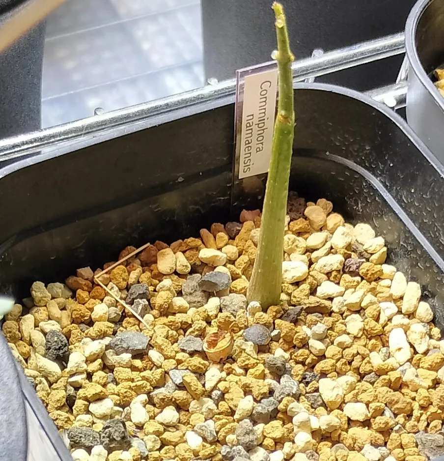 Commiphora namaensis (コミフォラ ナマエンシス)